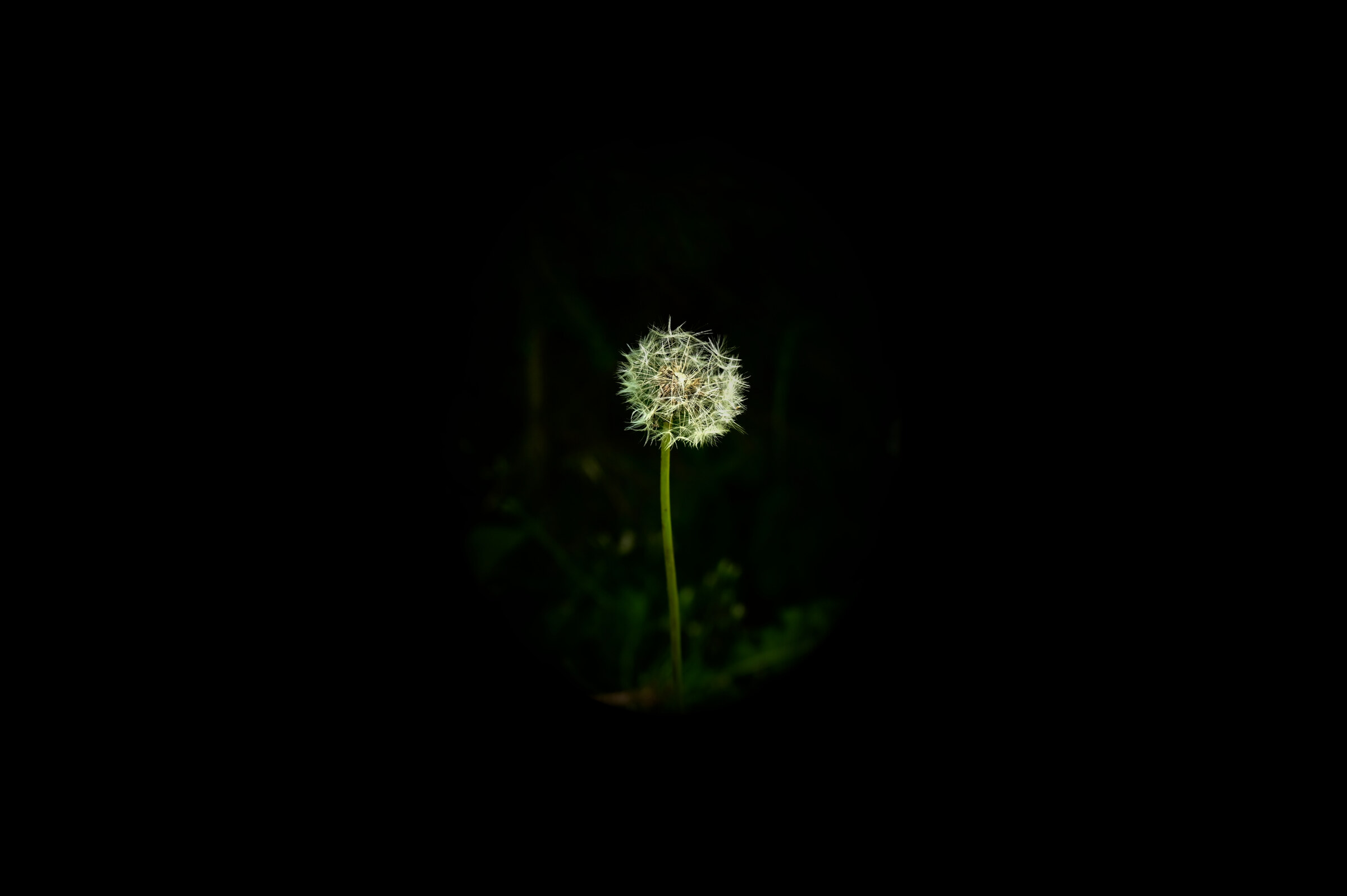 A dandelion seedhead lit against the dark